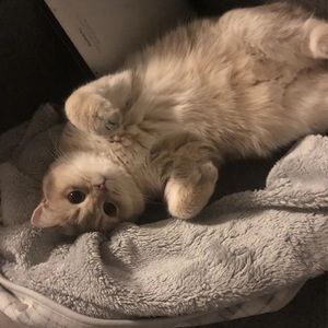 Meet your Posher, Cindy